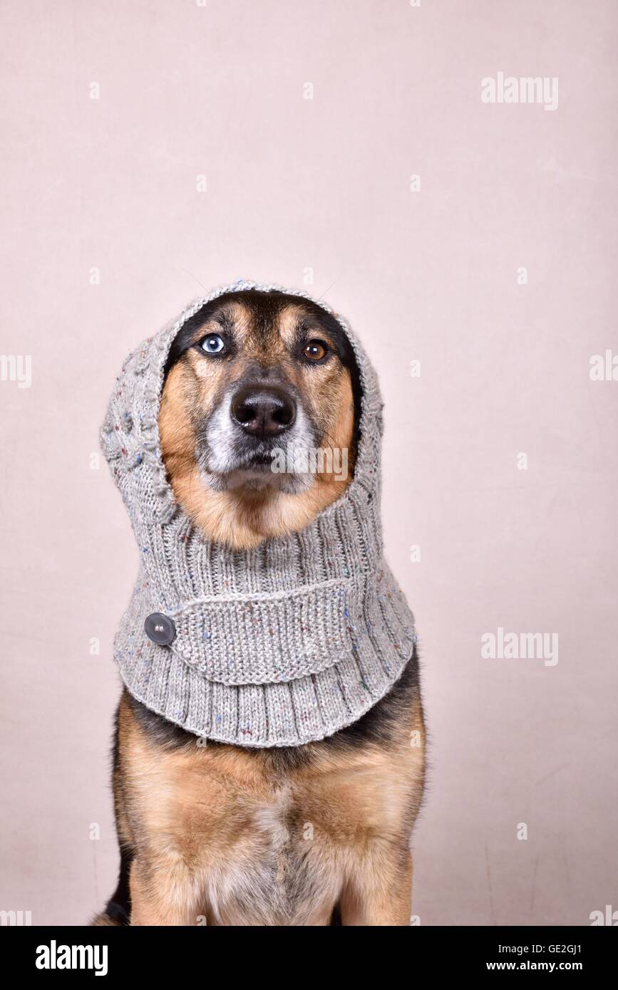 Husky-Shepherd ritratto Foto Stock