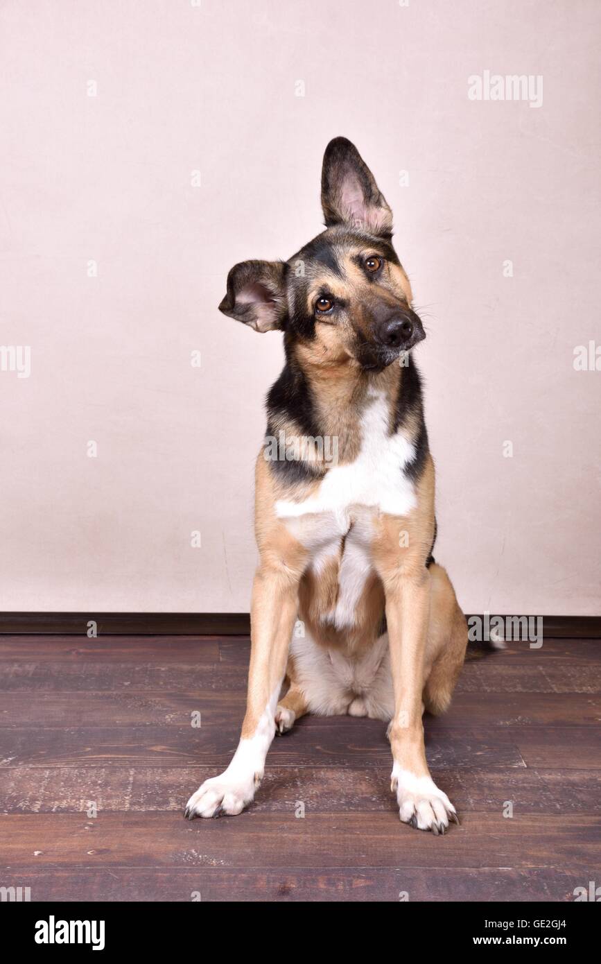 Udienza Shepherd-Mongrel Foto Stock