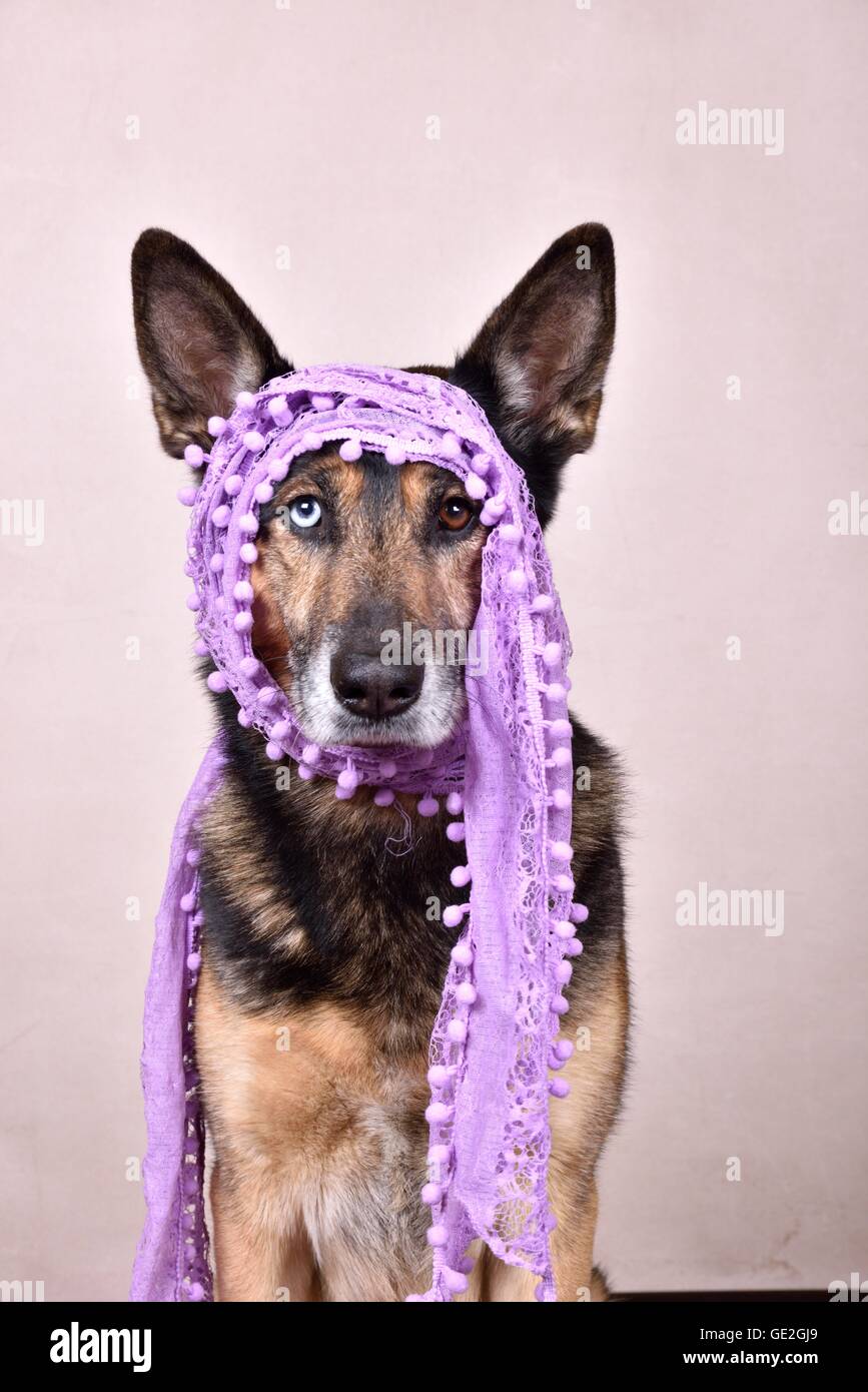 Husky-Shepherd ritratto Foto Stock
