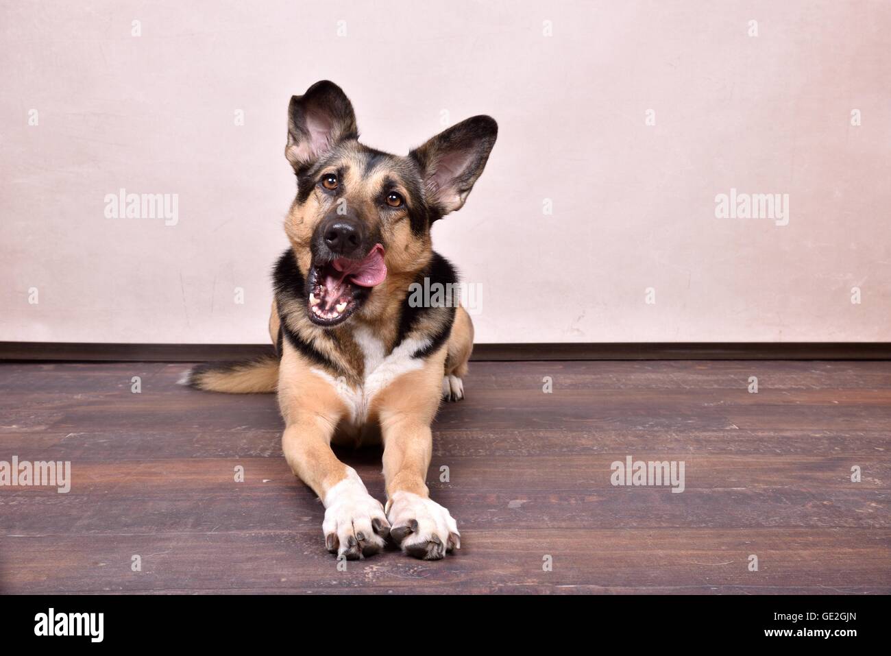 Giacente Shepherd-Mongrel Foto Stock