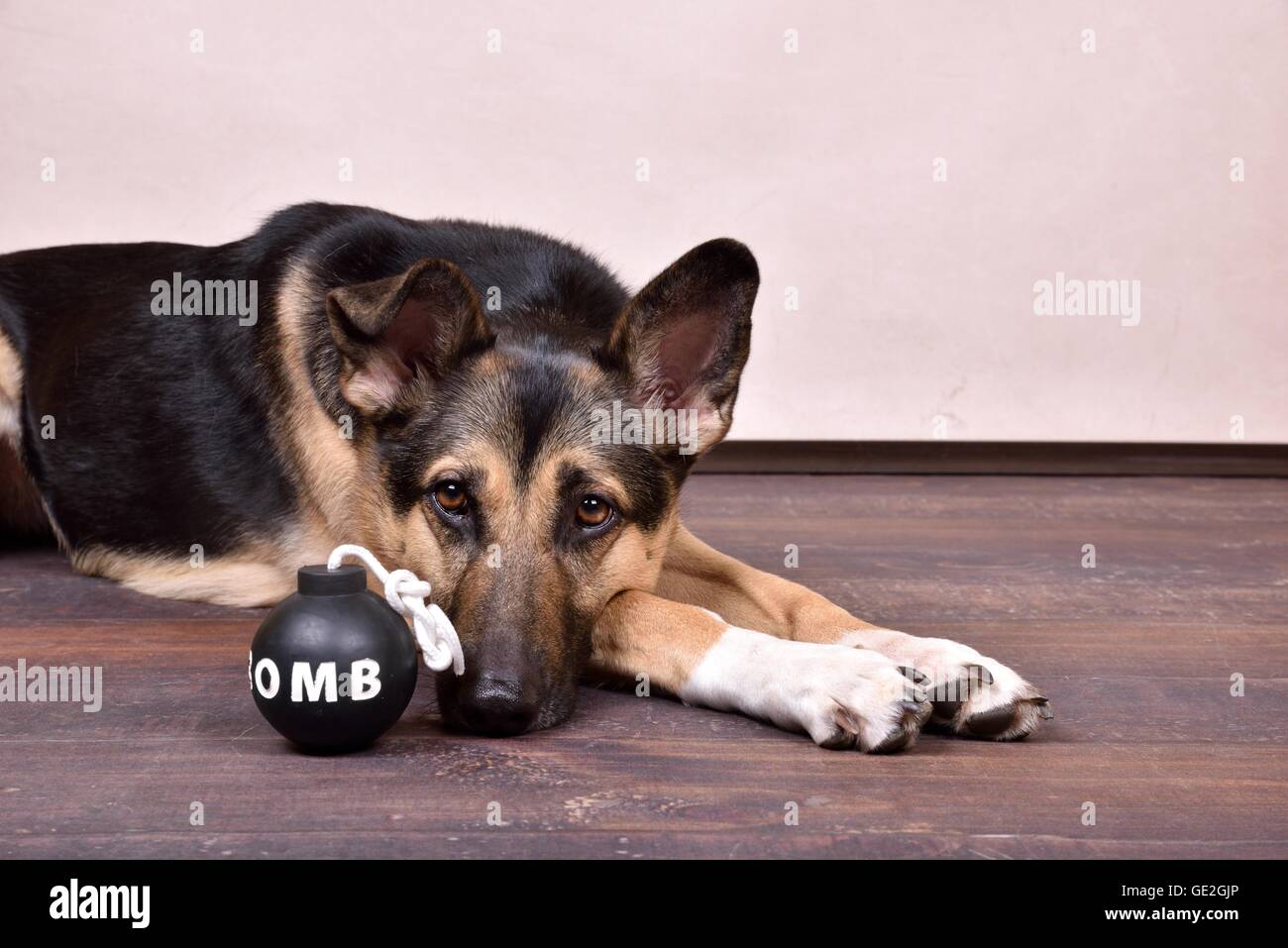 Giacente Shepherd-Mongrel Foto Stock