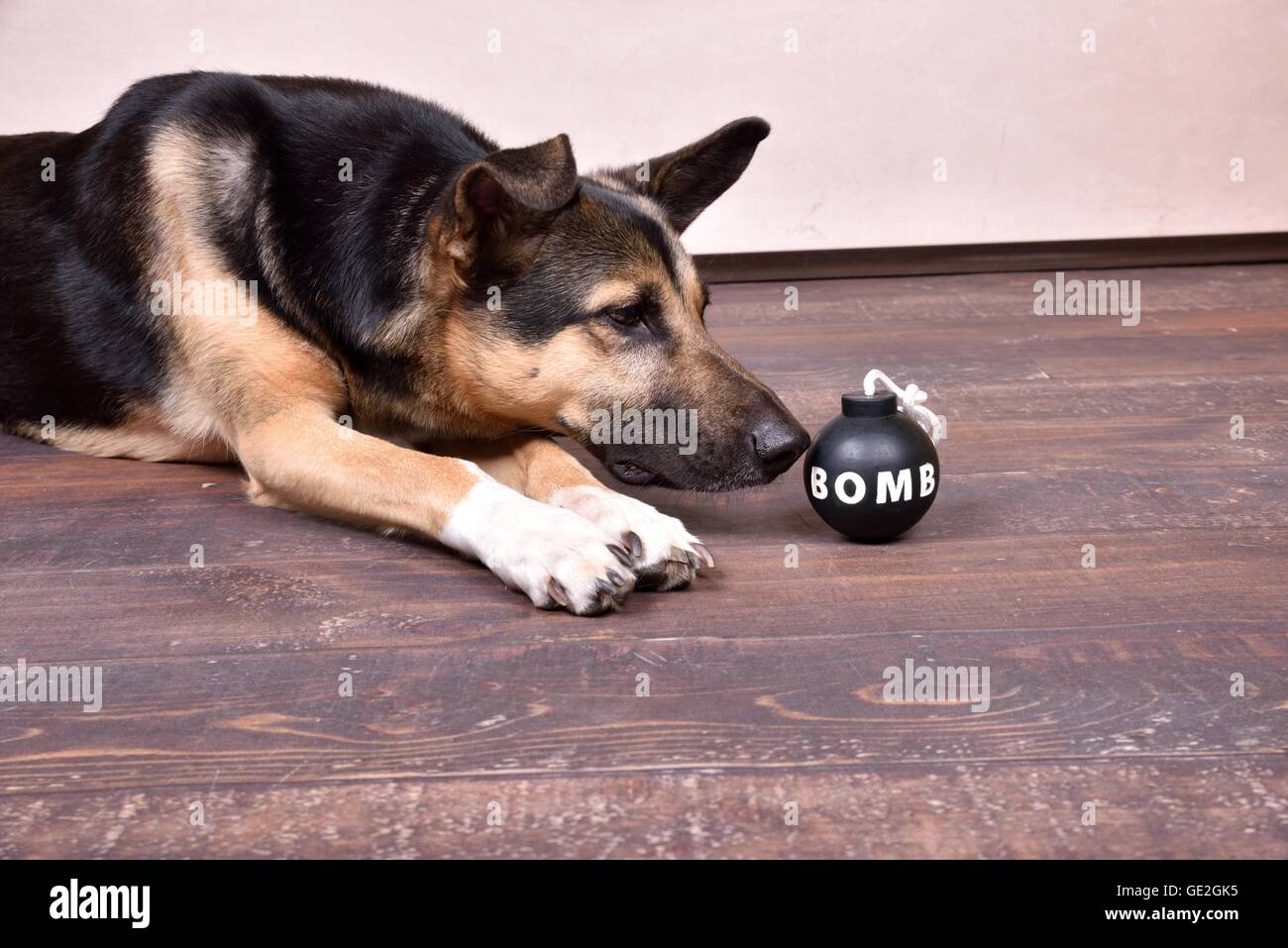 Giacente Shepherd-Mongrel Foto Stock
