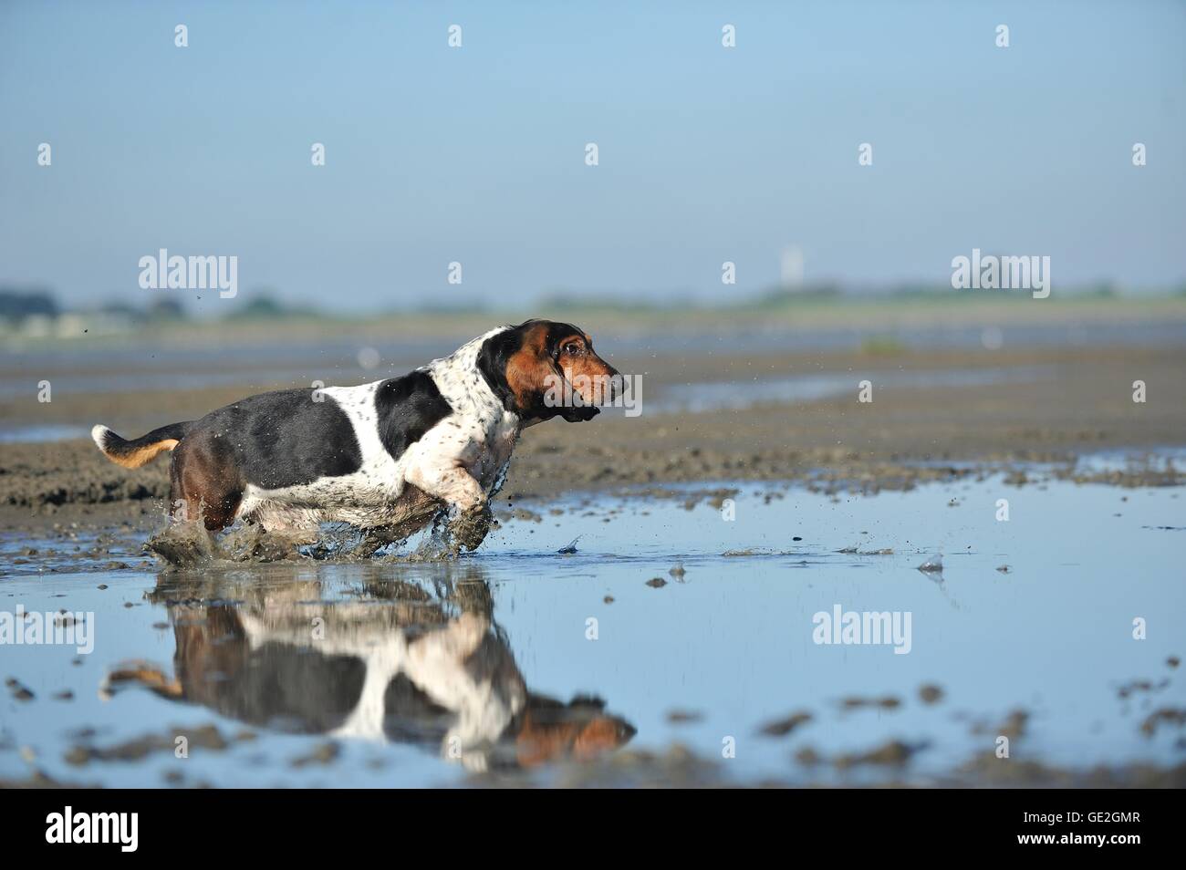 Esecuzione di Basset Hound Foto Stock
