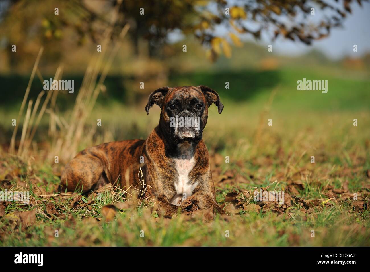Boxer tedesco Foto Stock