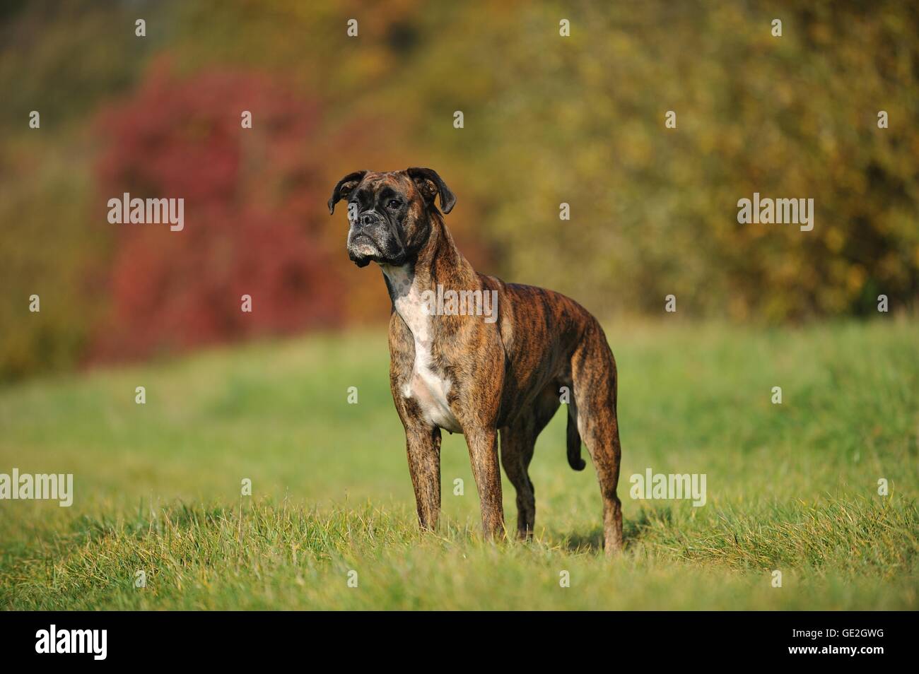 Boxer tedesco Foto Stock