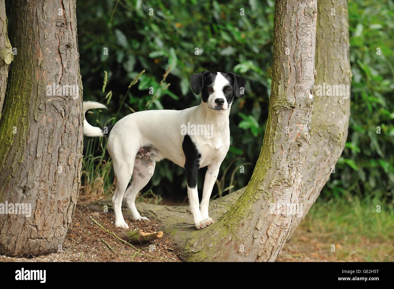 Mongrel Foto Stock