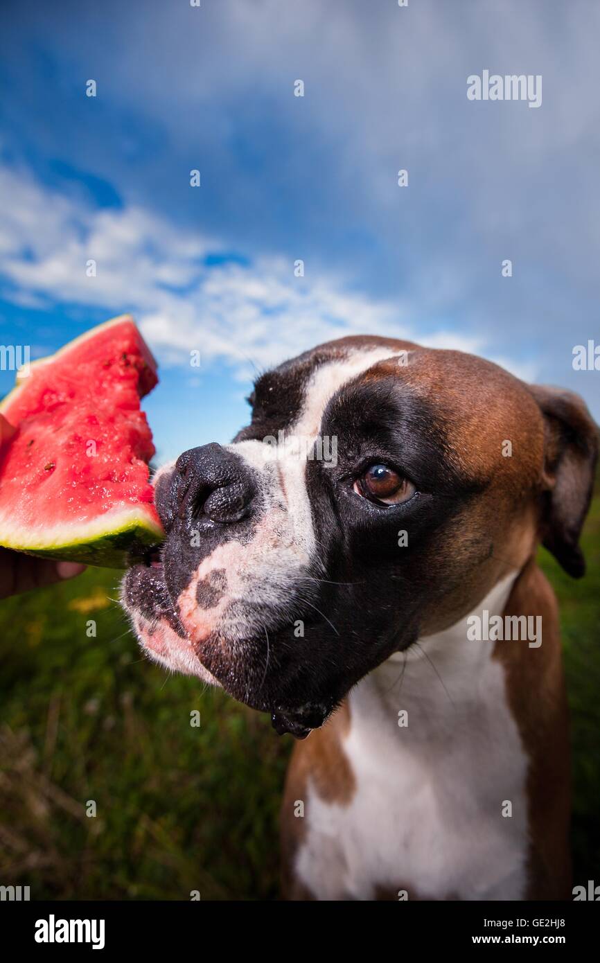 Boxer tedesche ritratto Foto Stock