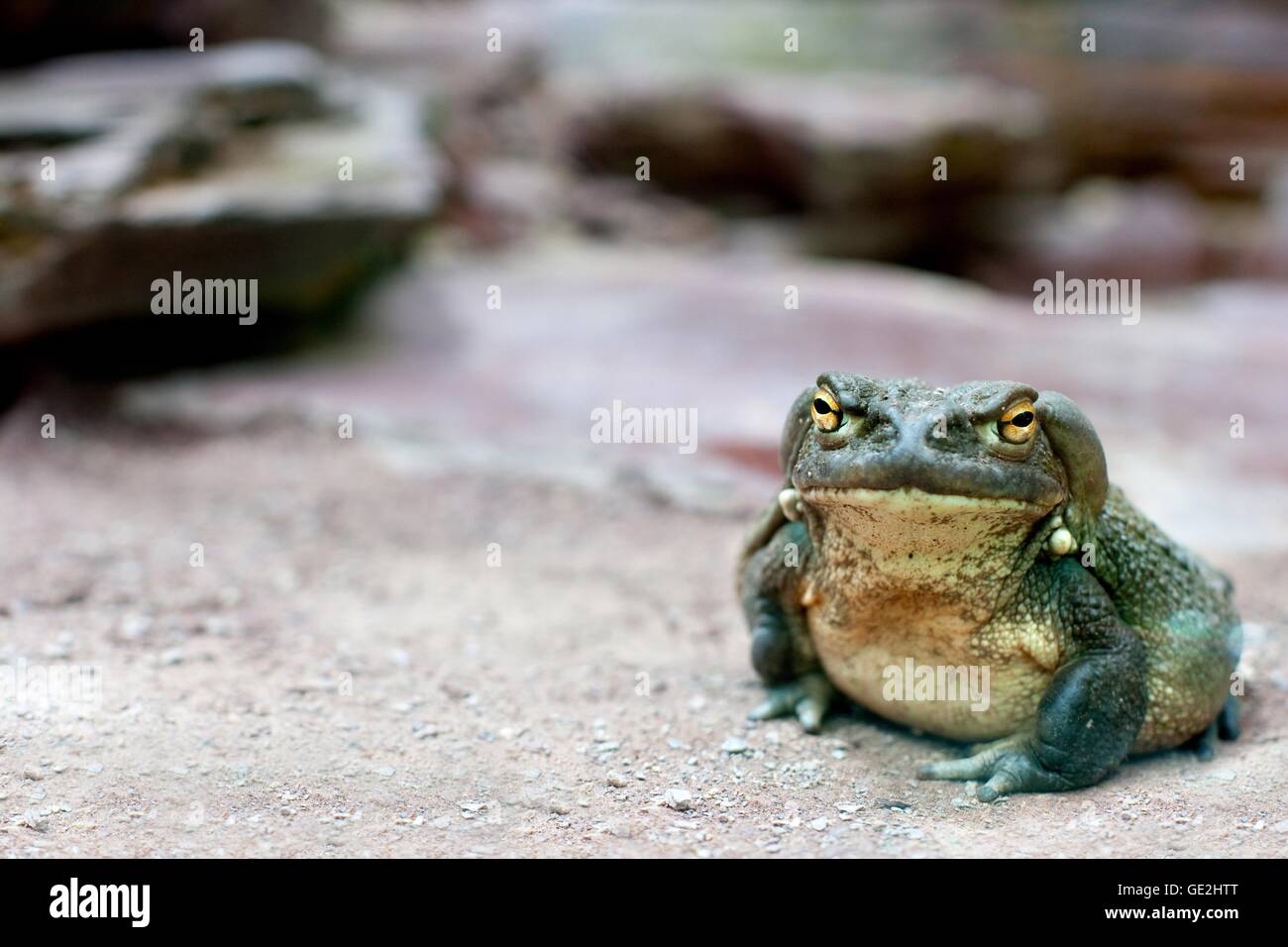 Il fiume Colorado toad Foto Stock