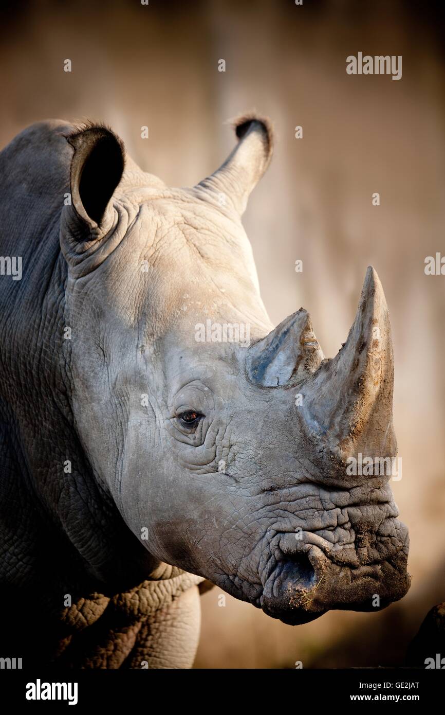 Rhino Foto Stock