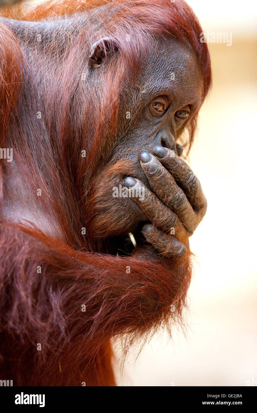 Orang-Utan Foto Stock