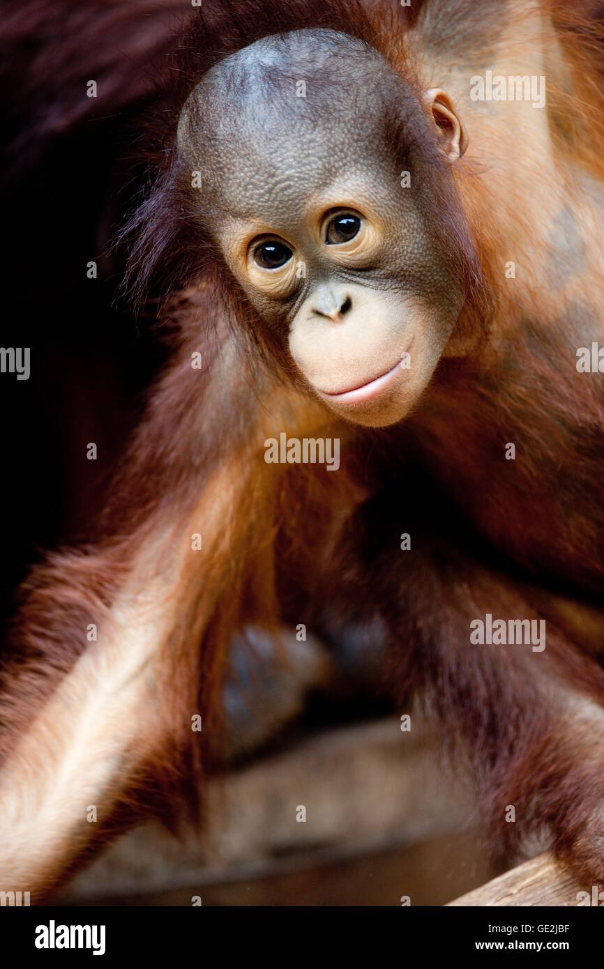 Orang-Utan Foto Stock