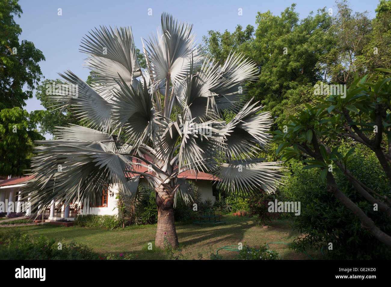 Bismarck Palm Tree, Bismarckia nobilis, Arecaceae, Madagascar Foto Stock