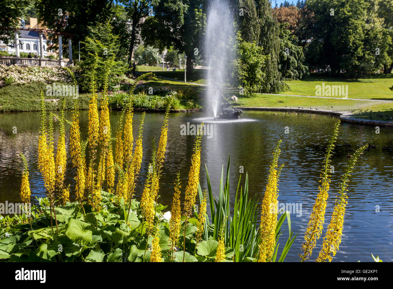 Ligularia nel parco comunale del giardino, Marianske Lazne, Marienbad, città termale della Repubblica Ceca Foto Stock