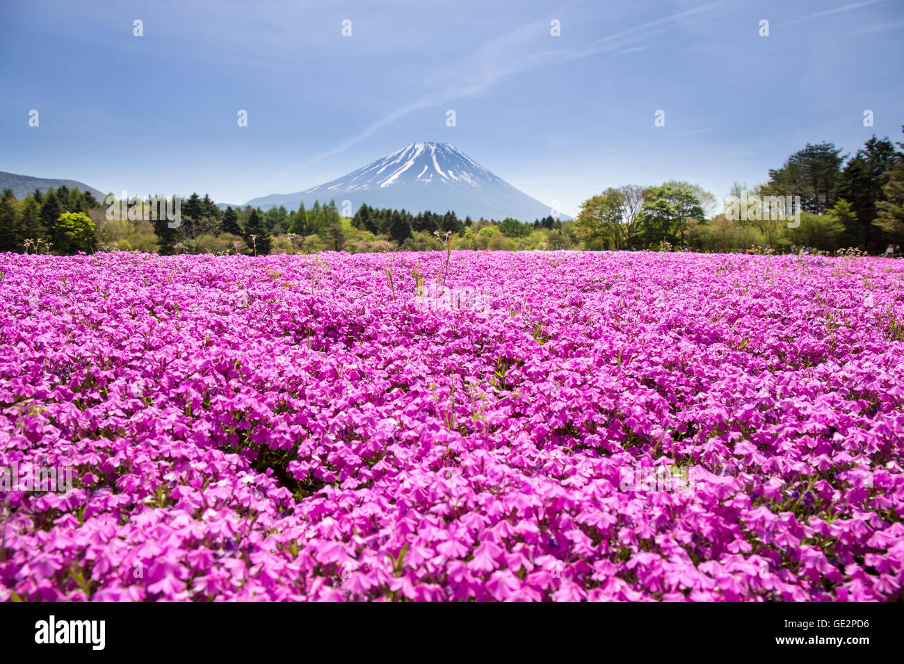 Giappone Shibazakura Festival con il campo di rosa di moss Sakura o fiori di ciliegio con la montagna Fuji Yamanashi, Giappone Foto Stock