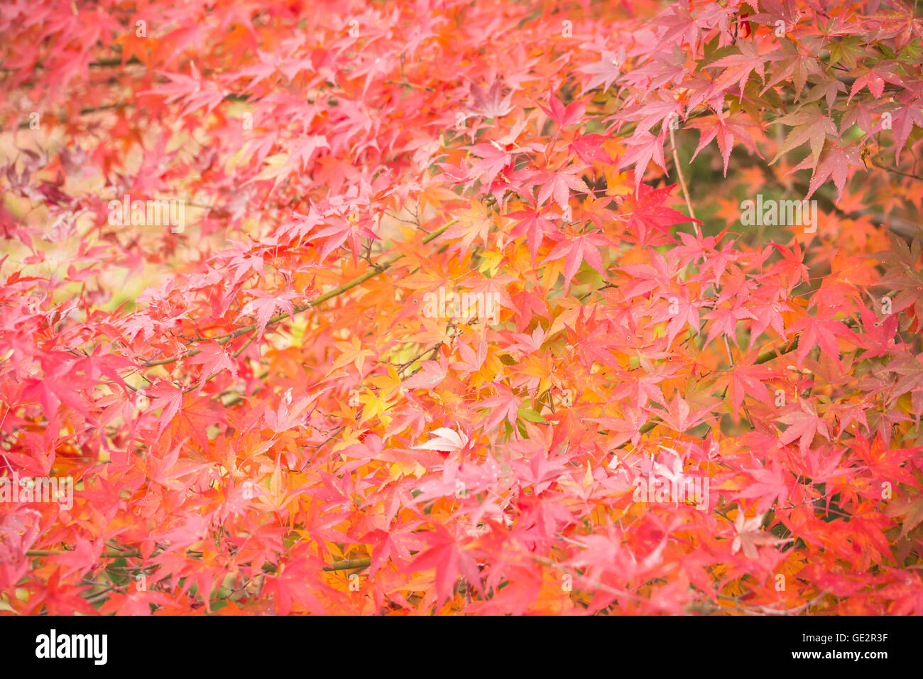 Maple Leaf su albero in autunno, Leaf maple sfondo Foto Stock