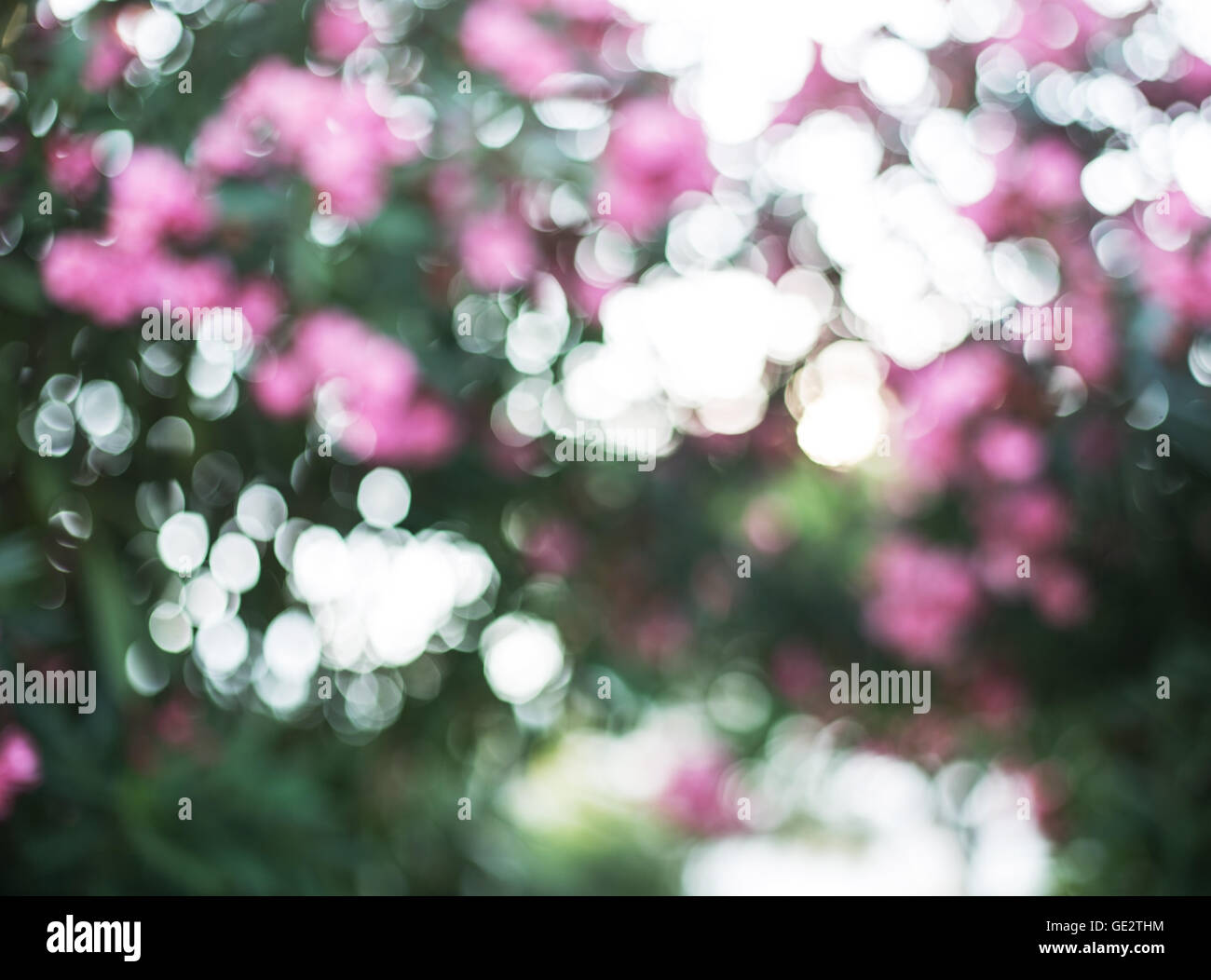 Sfocato sfondo naturale. Blooming oleandro arbusto. Foto Stock