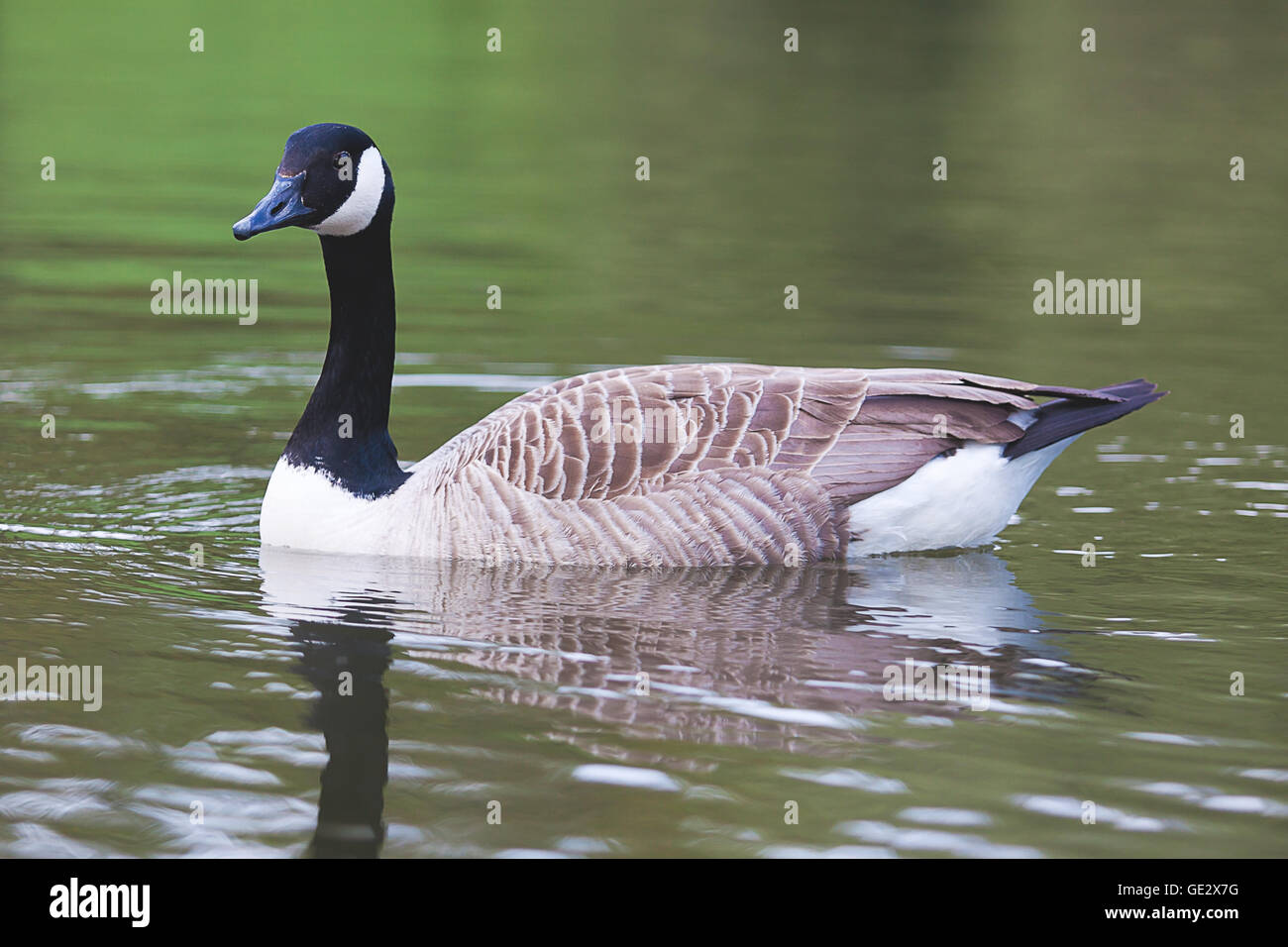 Fotografia di un Canada Goose nuoto Foto Stock