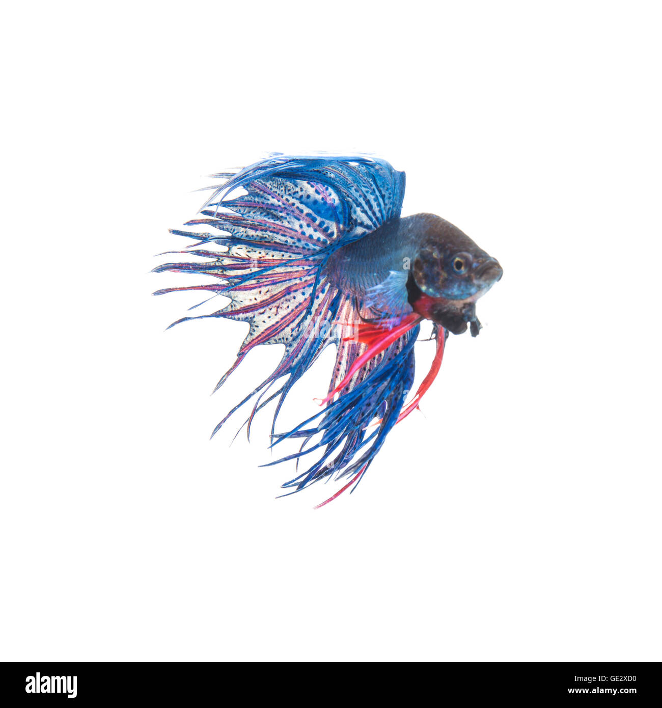 Blu siamese fighting fish, Betta splendens isolati su sfondo bianco Foto Stock Blu siamese fighting fish, Betta splendens isolati su sfondo bianco Foto Stock