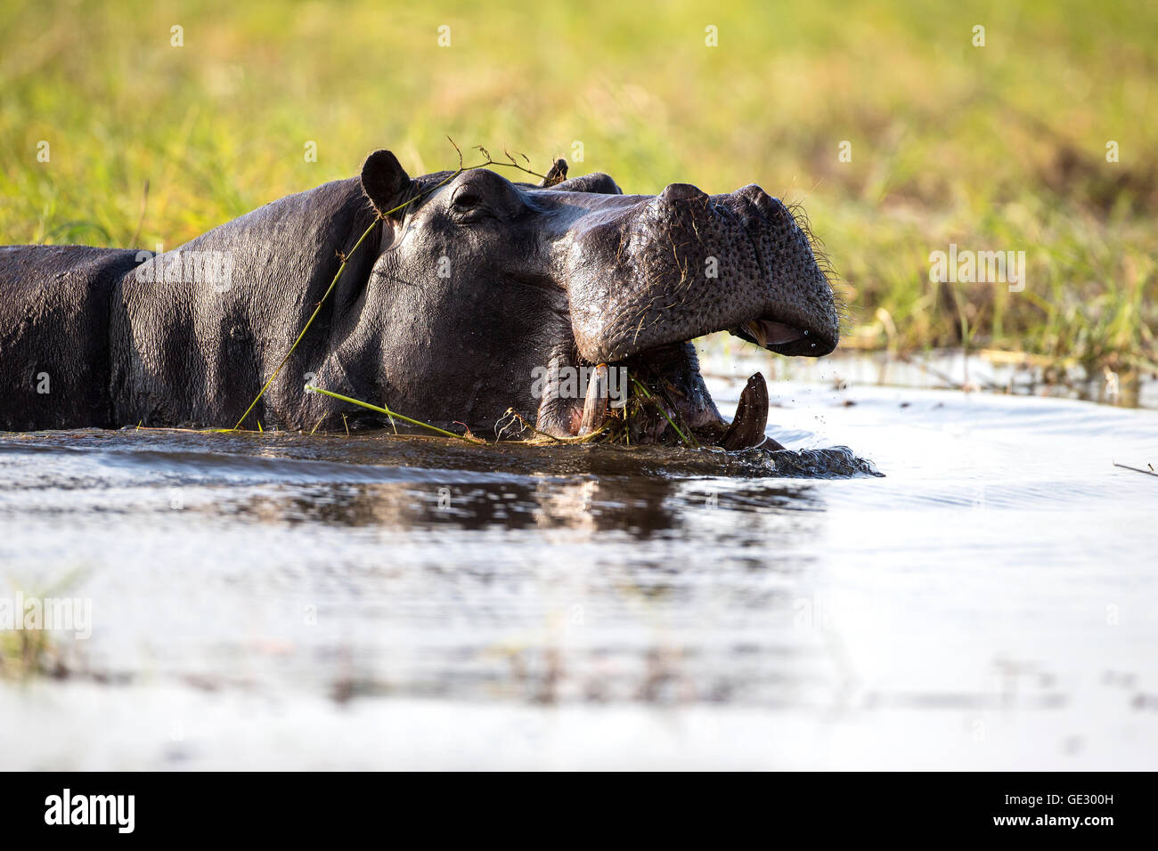 Per adulti di corporatura robusta ippopotamo Hippopotamus amphibius semi sommerso con la bocca aperta che mostra grandi zanne canino Foto Stock