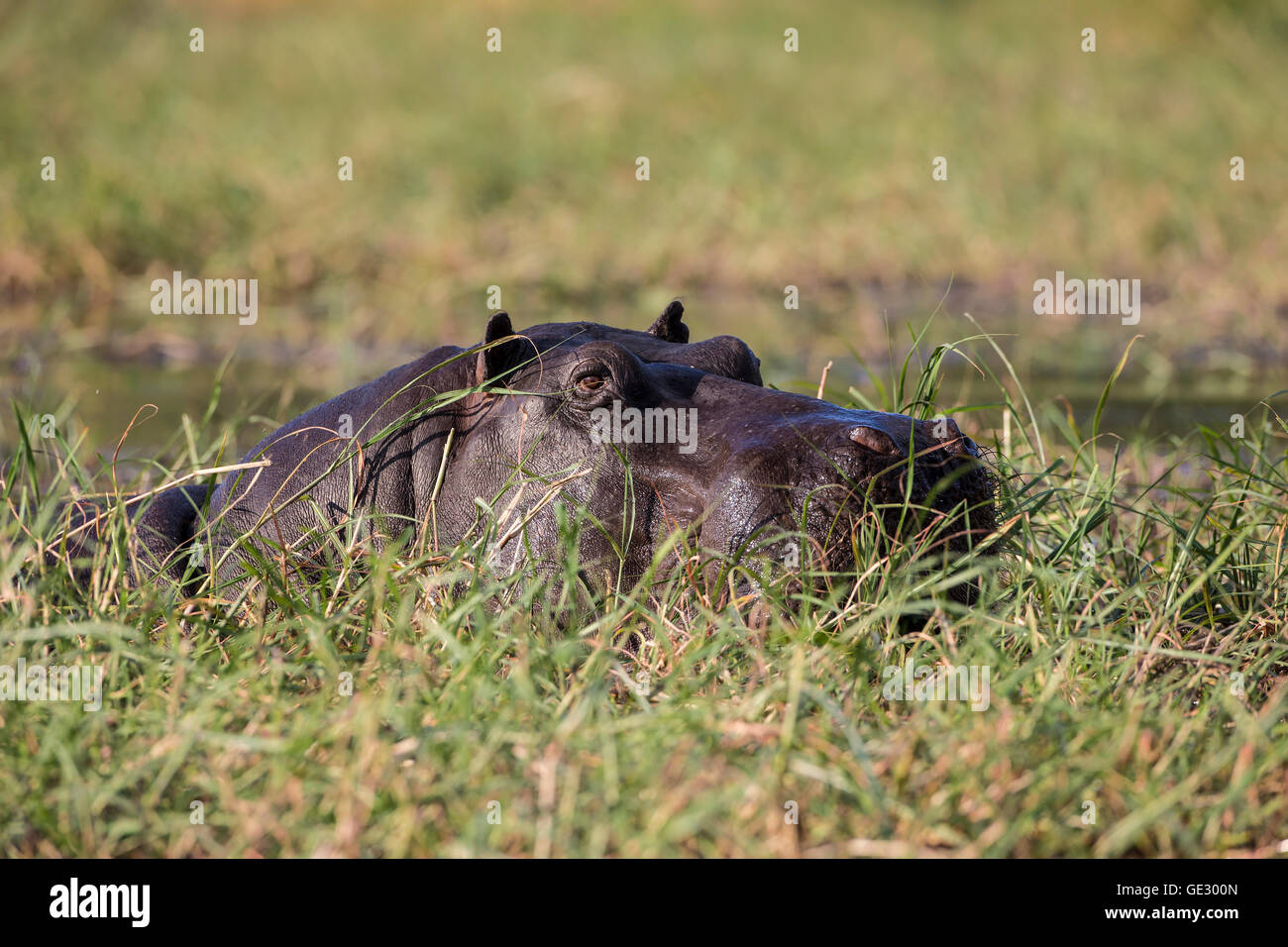 Per adulti di corporatura robusta ippopotamo Hippopotamus amphibius semi sommerso nel fiume e la prateria con testa in gran parte visibile Foto Stock