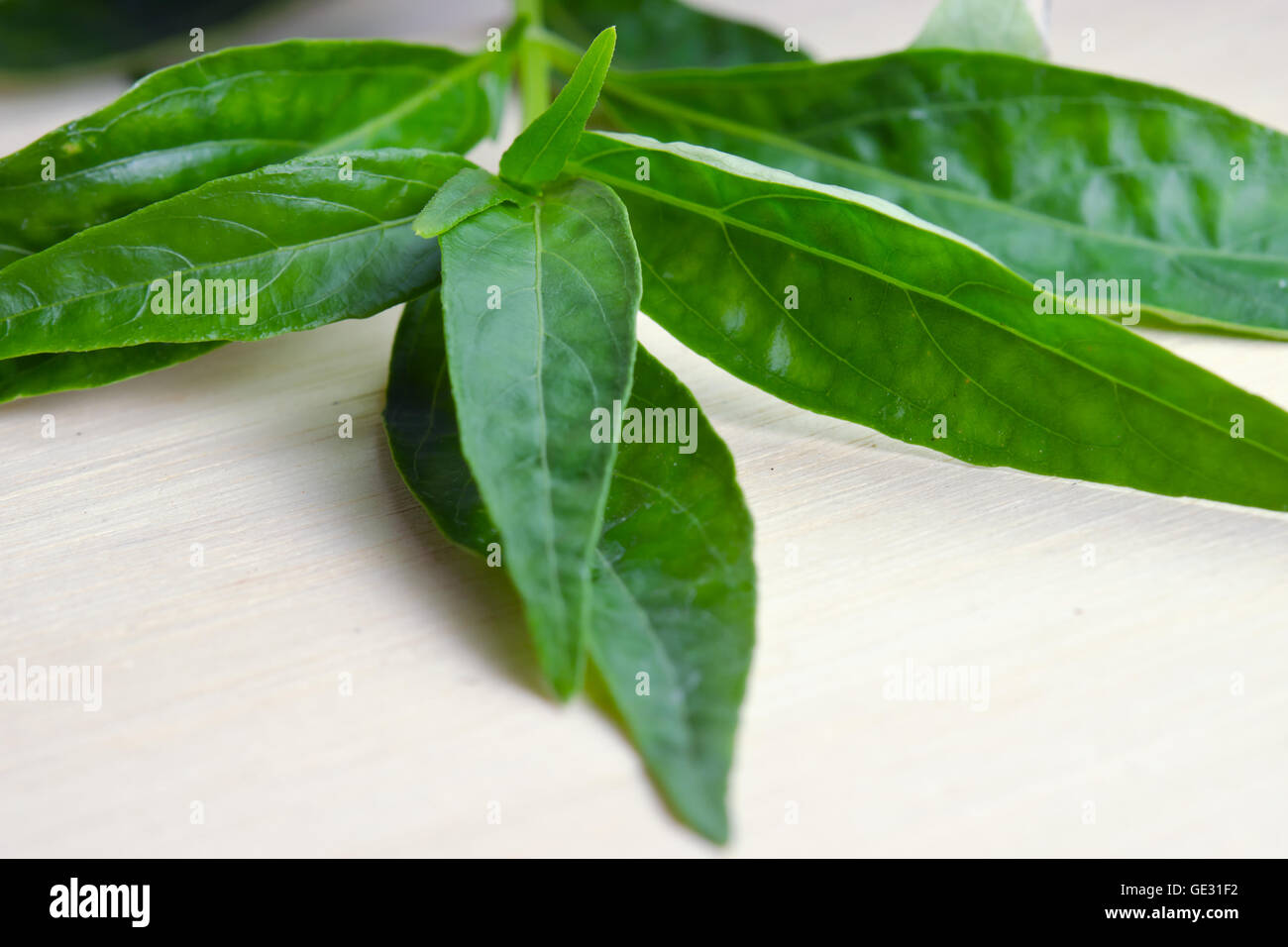 Green Chirayta, re di bitter (Altri nomi sono Andropraphis paniculata, Kariyat Kat, Chirayta, Kariyat Acanthaceae, Fa Thalai Foto Stock