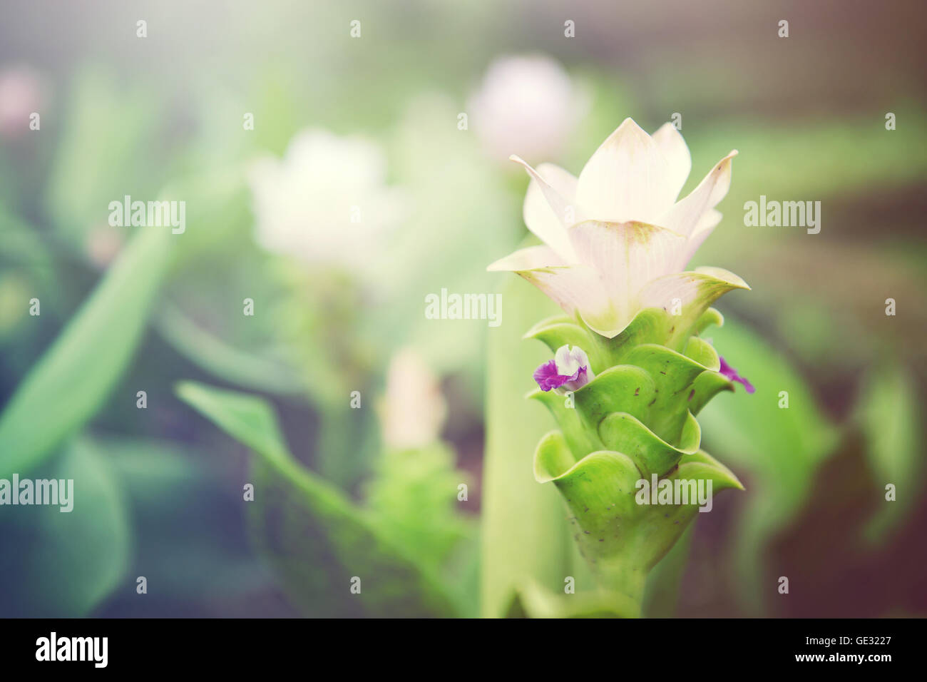 Siam Tulip fiori (noto anche come curcuma alismatifolia, estate tulip, ibrido tulip, hot tulip, Zingiberales) filtrato con paglierino Foto Stock