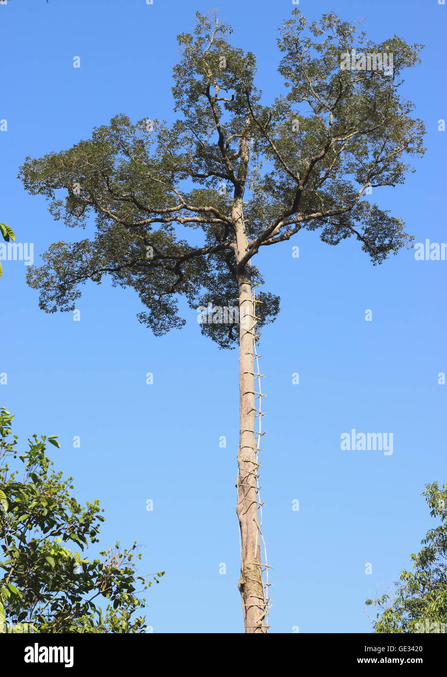 Una struttura ad albero tualang, noto anche come koompassia excelsa, con l'uomo fatto scala verso l'alto per la raccolta del miele. Foto Stock