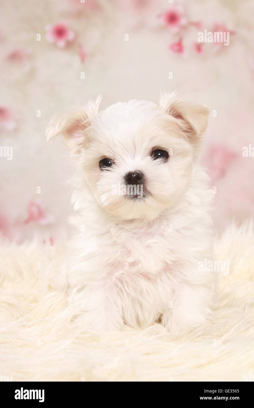 Cucciolo maltese Foto Stock