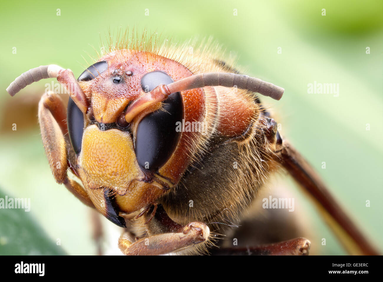 Macro shot del Hornet o giacca gialla. Foto Stock