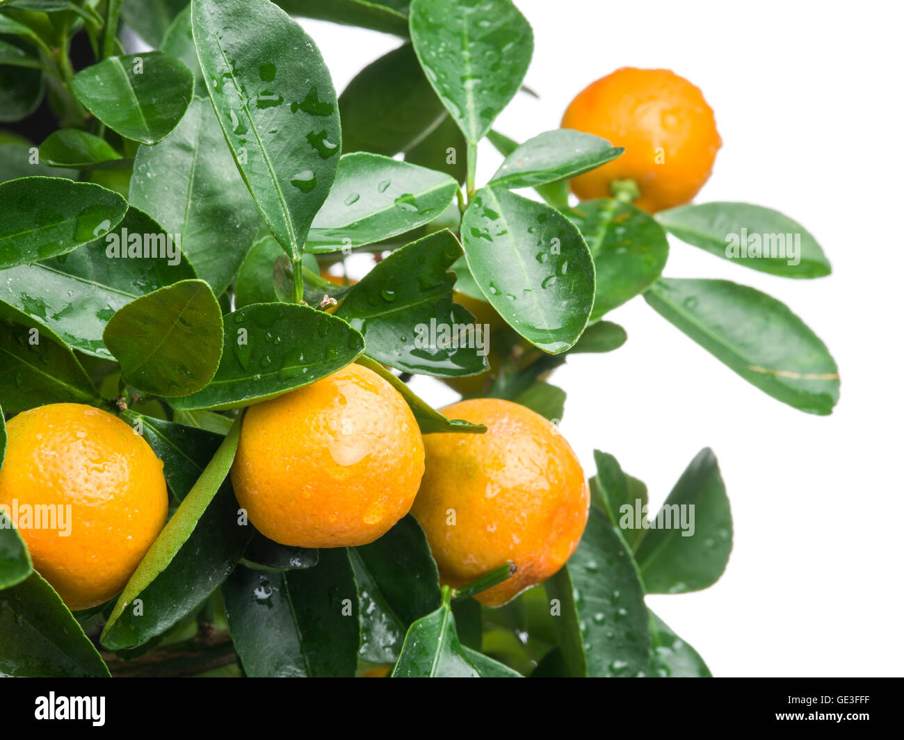 Maturi frutti mandarino sull'albero. Sfondo bianco. Foto Stock