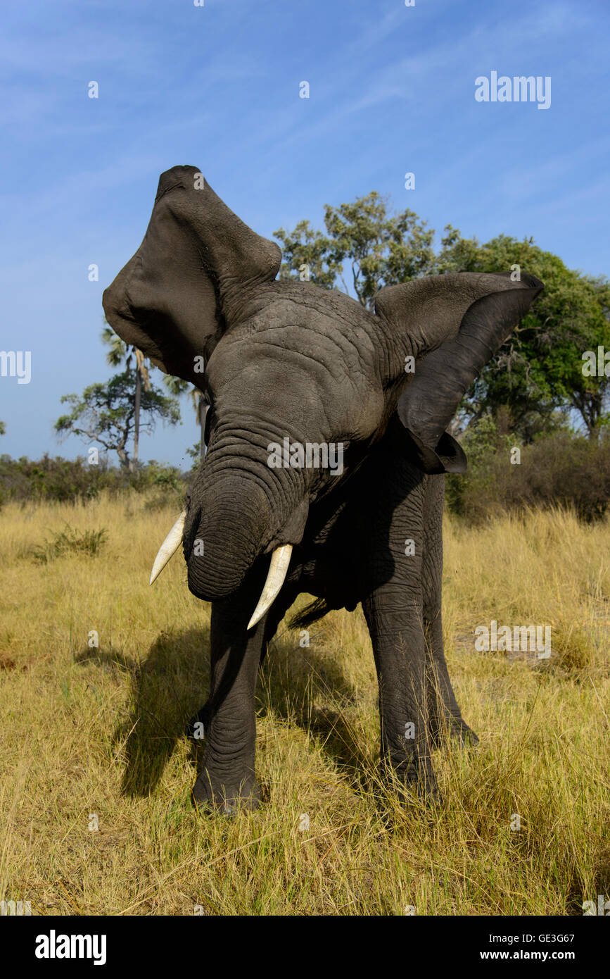 Zoologia / animali, mammifero / di mammifero, Elephantidae, Bush africano Elefante africano (Loxodonta africana), esperienza di elefante, Okavango Delta, Botswana, distribuzione: Africa, Additional-Rights-Clearance-Info-Not-Available Foto Stock