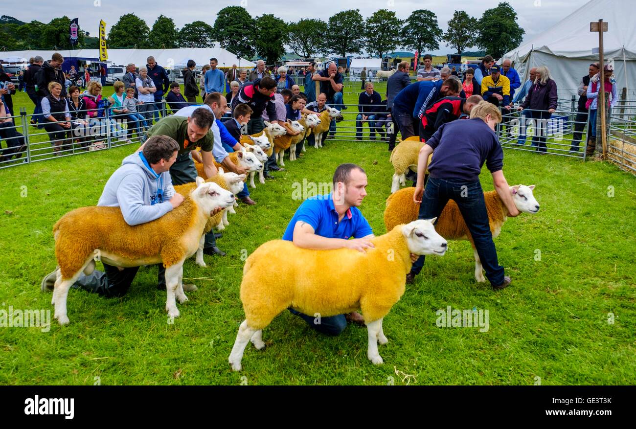 Biggar Agricultural Show - Biggar, South Lanarkshire - 23 luglio 2016 gli agricoltori che mostra il texel pecore nel mostrare l'anello Credito: Andrew Wilson/Alamy Live News Foto Stock