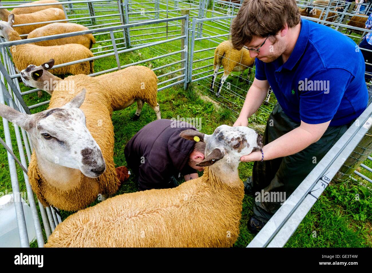 Biggar Agricultural Show - Biggar, South Lanarkshire - 23 luglio 2016 Bluefaced Leicester pecore essendo preparato per mostrare Credito: Andrew Wilson/Alamy Live News Foto Stock