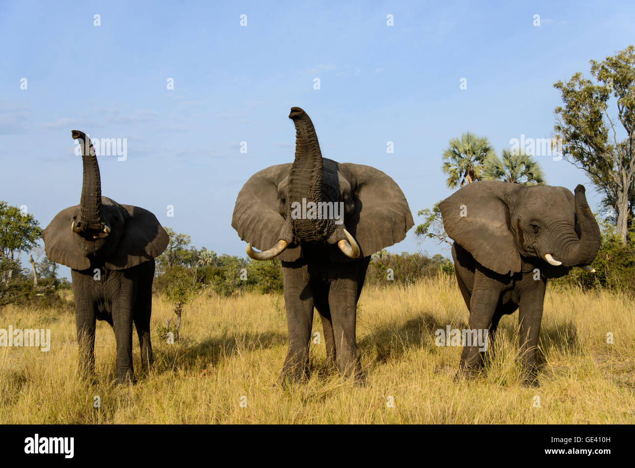 Zoologia / animali, mammifero / di mammifero, Elephantidae, Bush africano Elefante africano (Loxodonta africana), esperienza di elefante, Etoscha National Park, Okaukuejo, Namibia, distribuzione: Africa, Additional-Rights-Clearance-Info-Not-Available Foto Stock