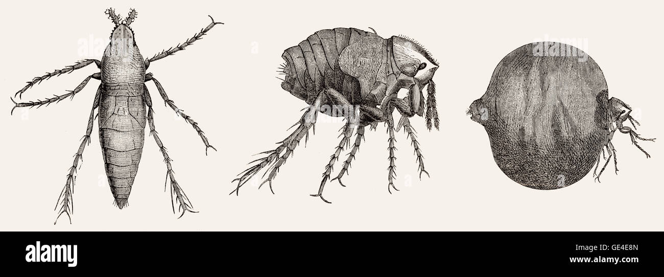 Maschio e femmina di pulce chigoe o jigger, tunga penetrans, un insetto parassita Foto Stock