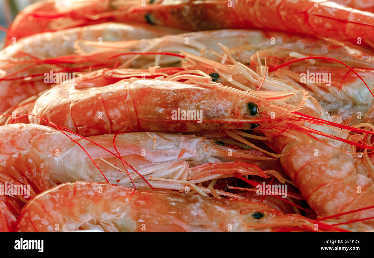 Sicilia Italia Mazara del Vallo mercato del pesce - Gamberi rossi di Mazara  Foto stock - Alamy