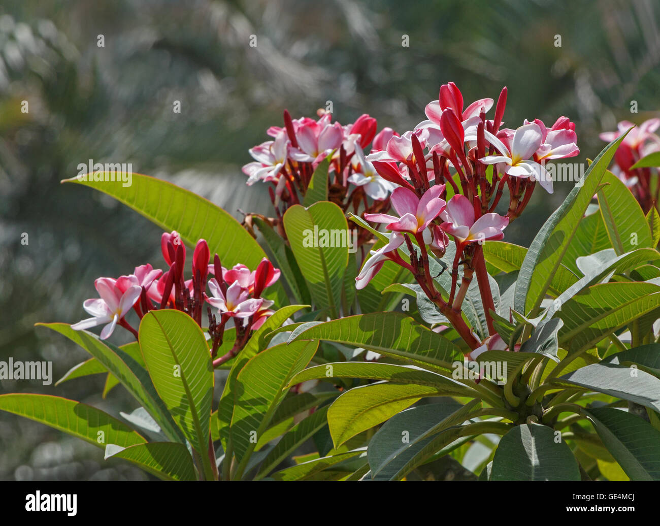 Close up Palm tree fioritura Foto Stock