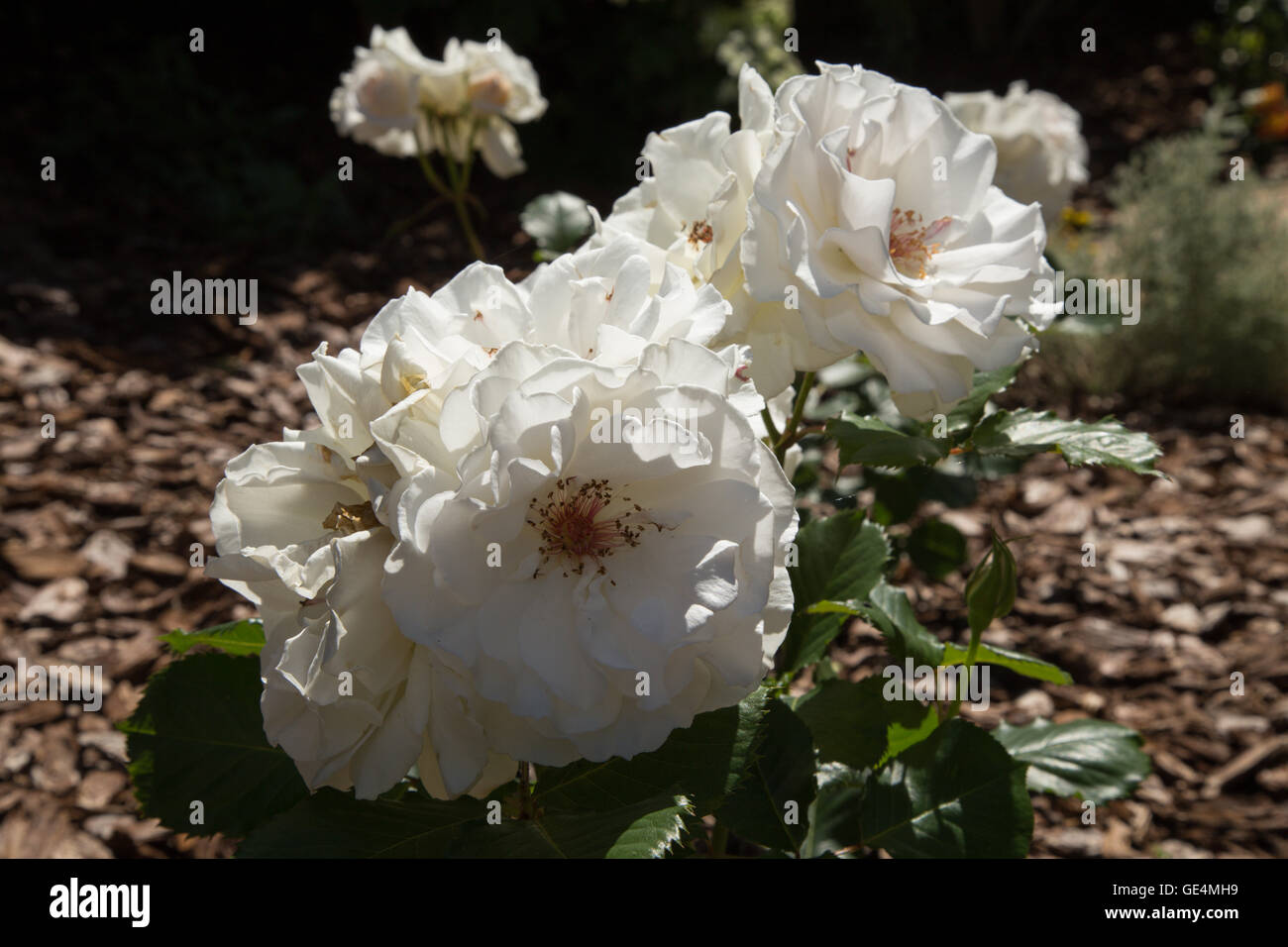 Margaret Merril roses, cresce al di sopra di una corteccia chipping telone Foto Stock