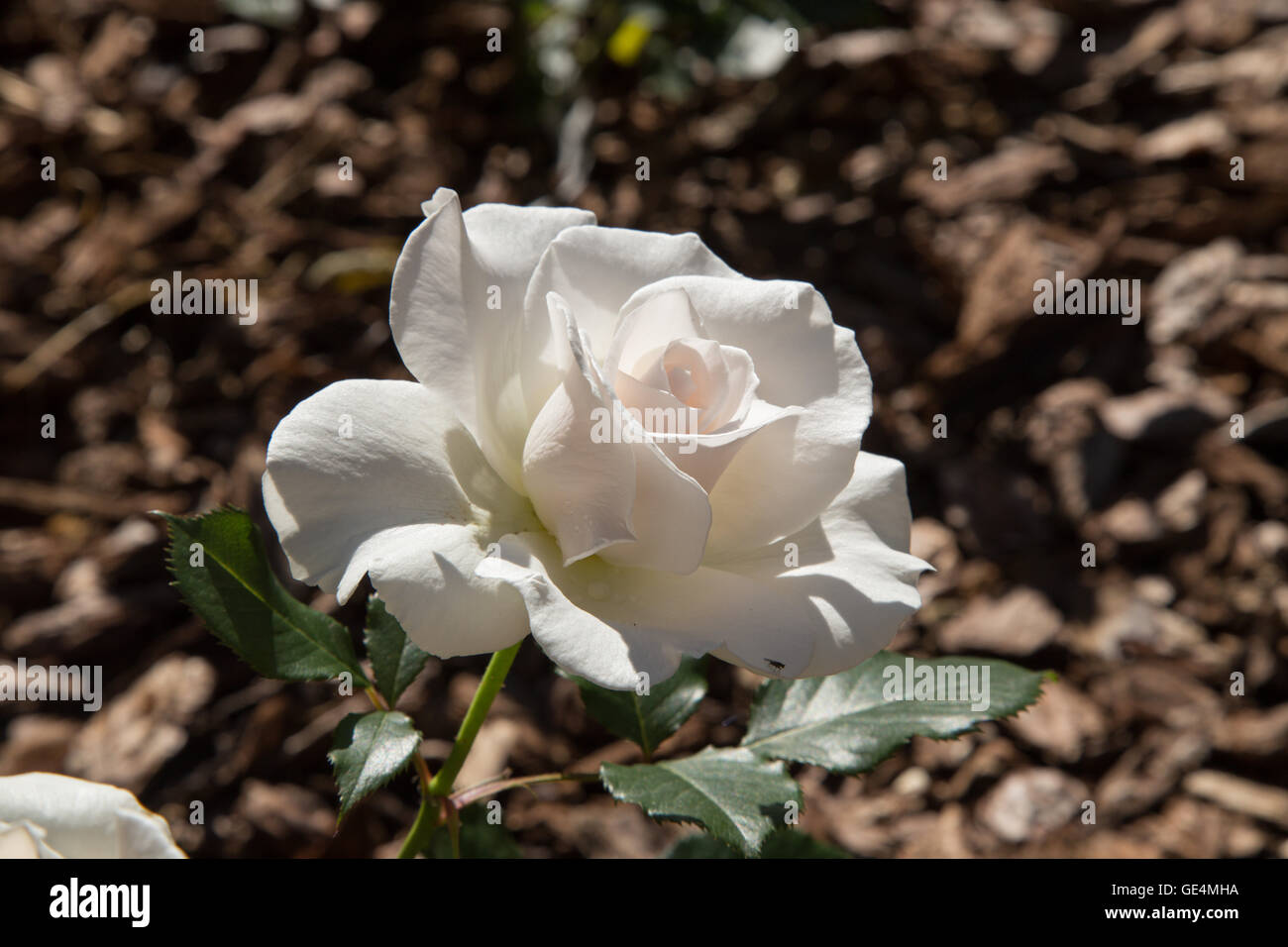 Margaret Merril rose, cresce al di sopra di una corteccia chipping telone Foto Stock
