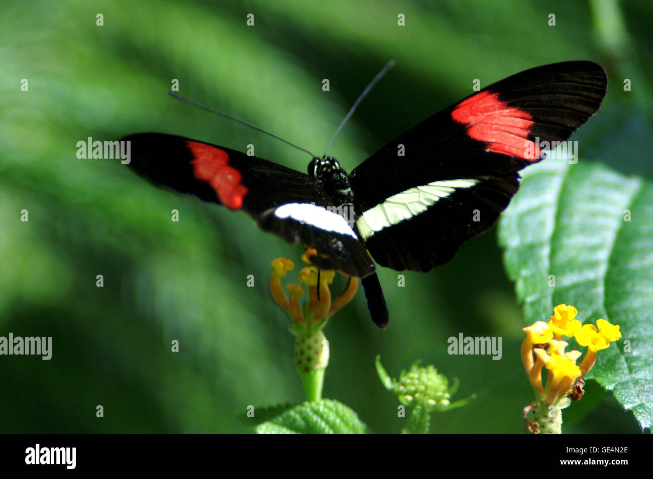 Piccolo postino Butterfly (Heliconius erato) dal Costa Rica. Il giardino botanico di Montreal - Quebec. Foto Stock