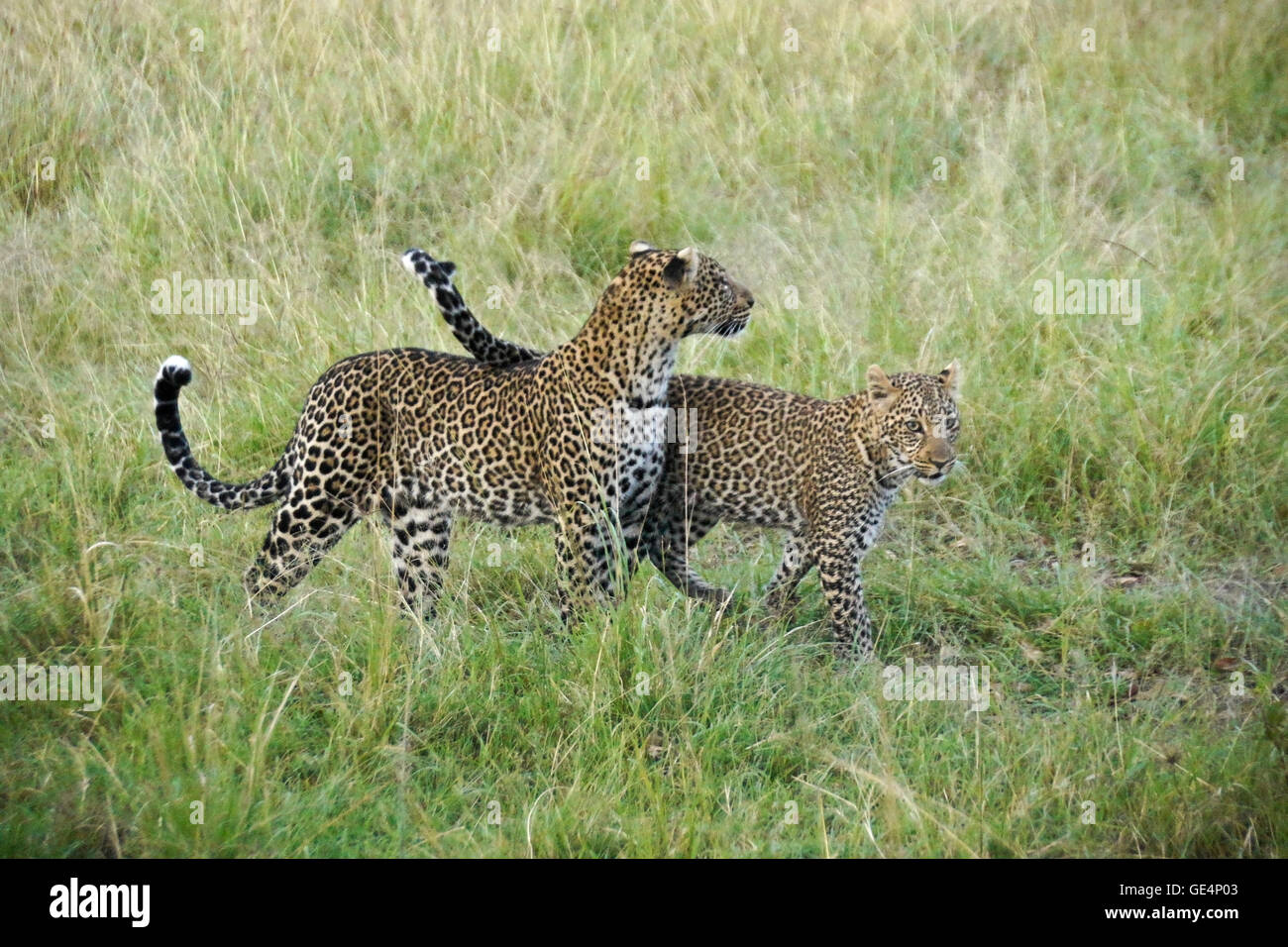 Femmina e leopard cub camminando in erba lunga, il Masai Mara, Kenya Foto Stock