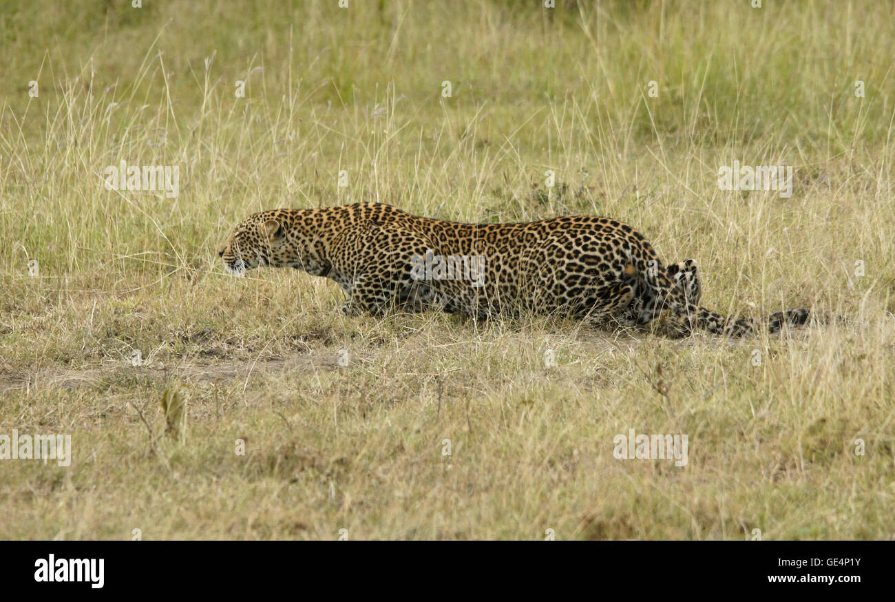 African leopard stalking preda, il Masai Mara, Kenya Foto Stock