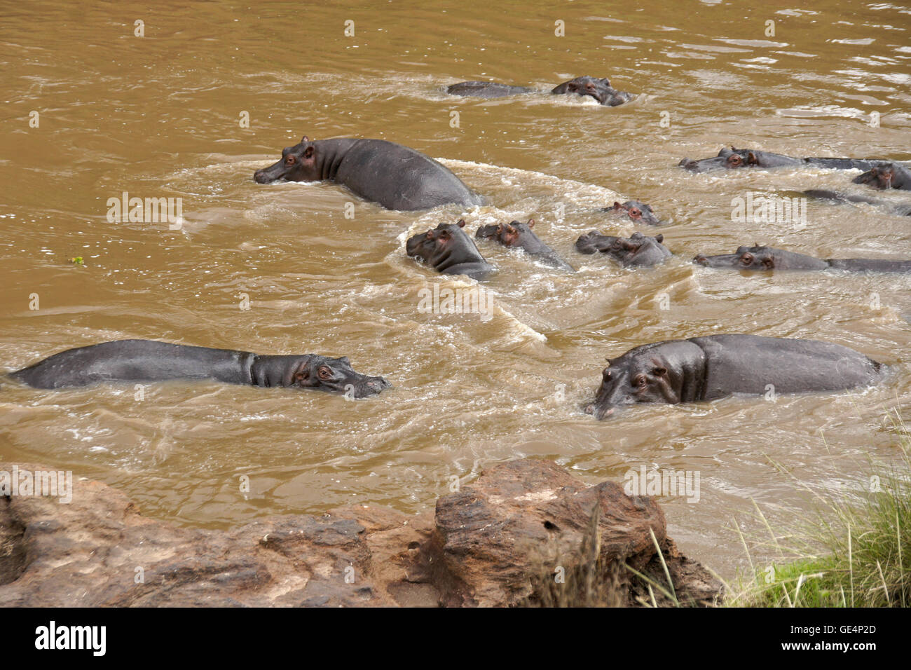 Ippopotami nuotare nel fiume di Mara, il Masai Mara, Kenya Foto Stock