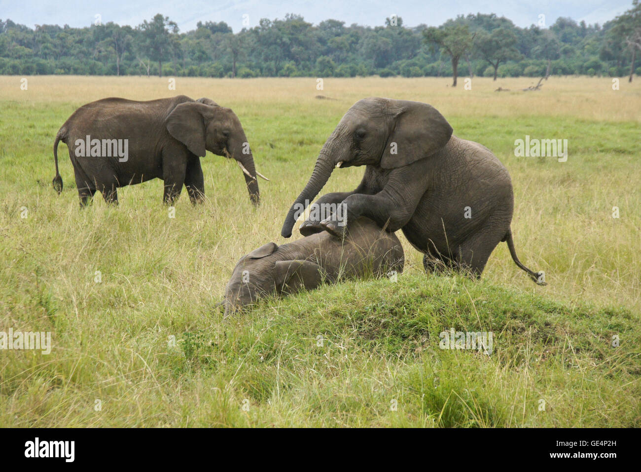 Giovani elefanti giocando, il Masai Mara, Kenya Foto Stock