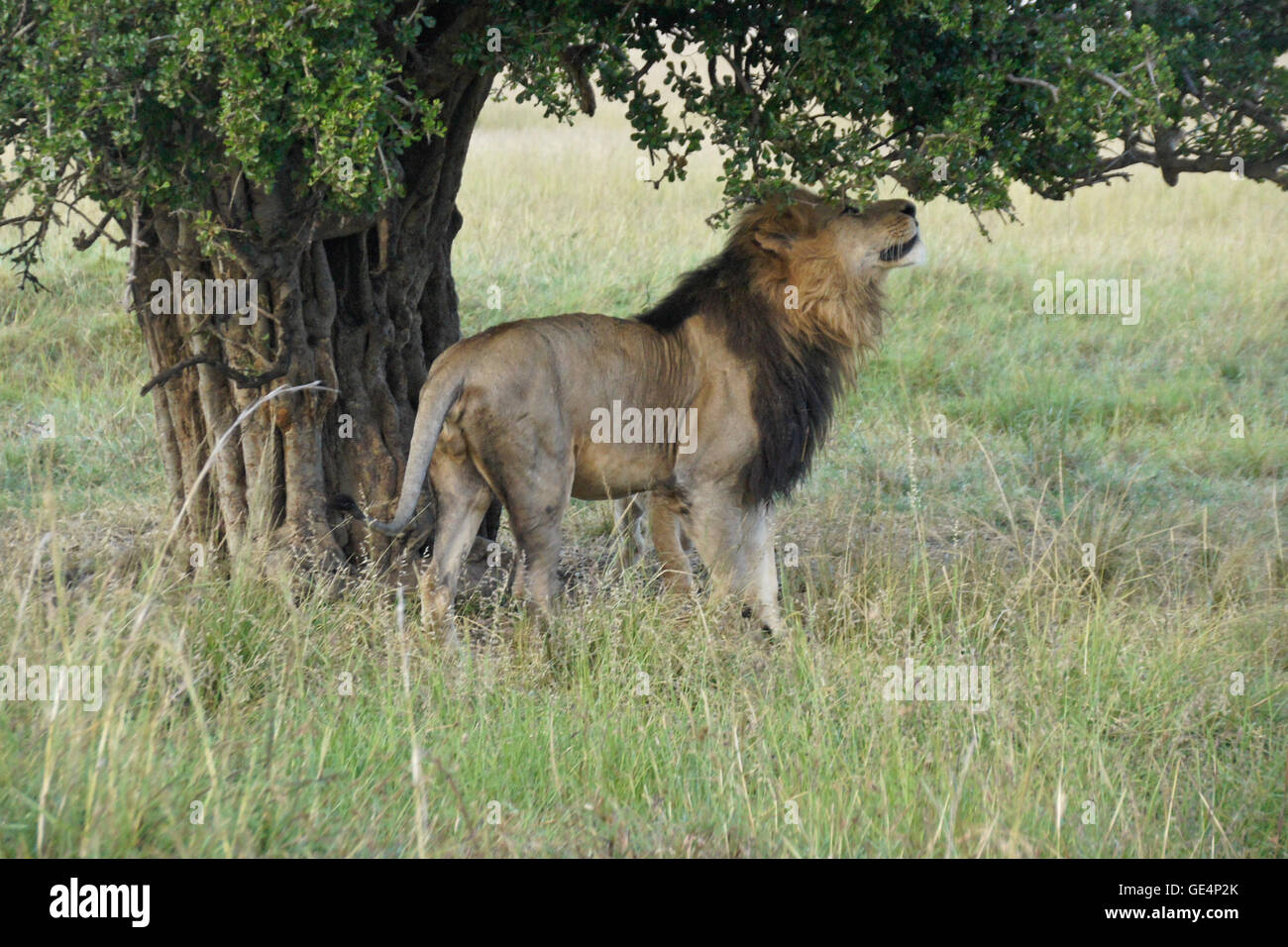Maschio odore di Lion per profumo territoriale marchi, Masai Mara, Kenya Foto Stock