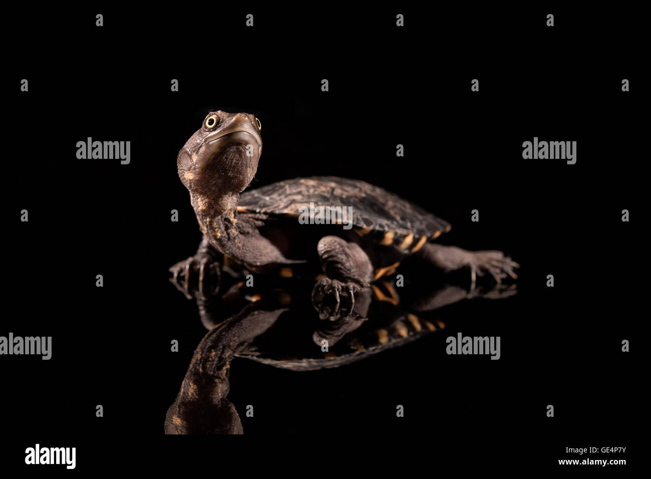 Baby Long-Necked orientale Turtle guardando verso l'alto Foto Stock