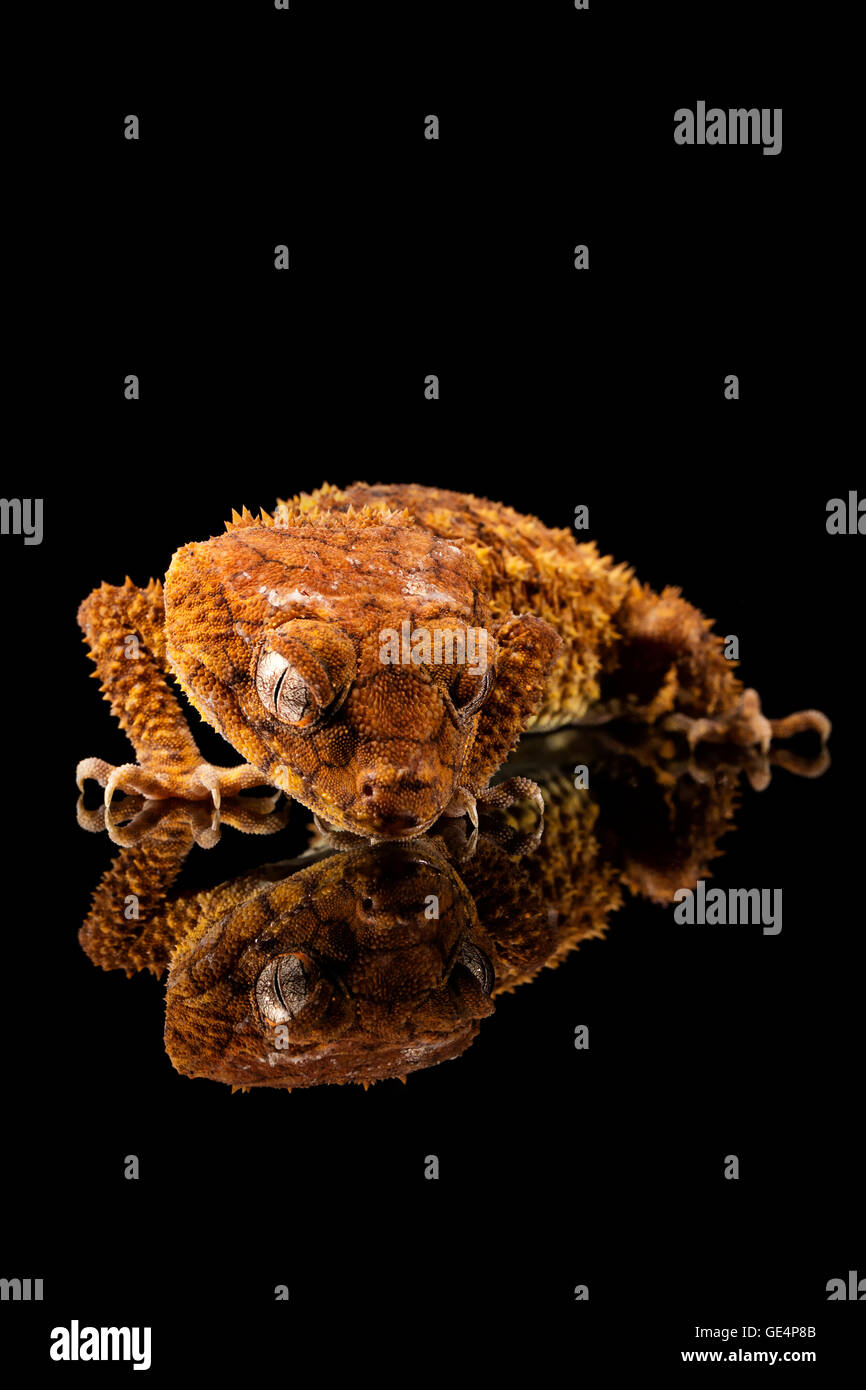 Manopola ruvida Tailed Gecko (Nephrurus amyae) guardando la sua riflessione Foto Stock