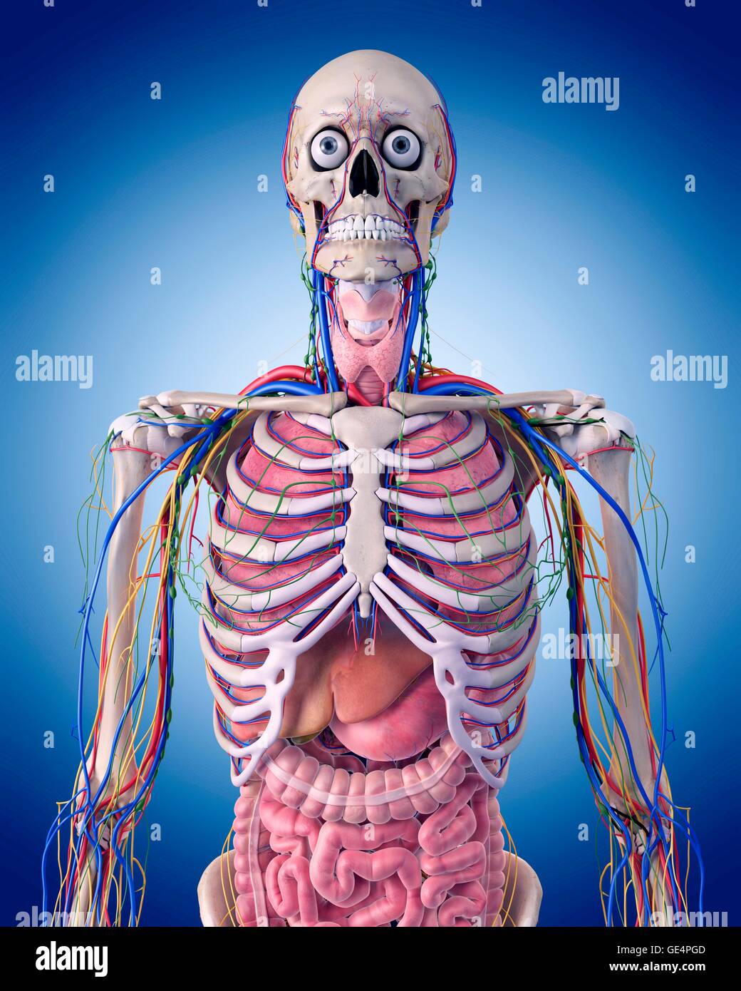 Torace umano anatomia, illustrazione. Foto Stock