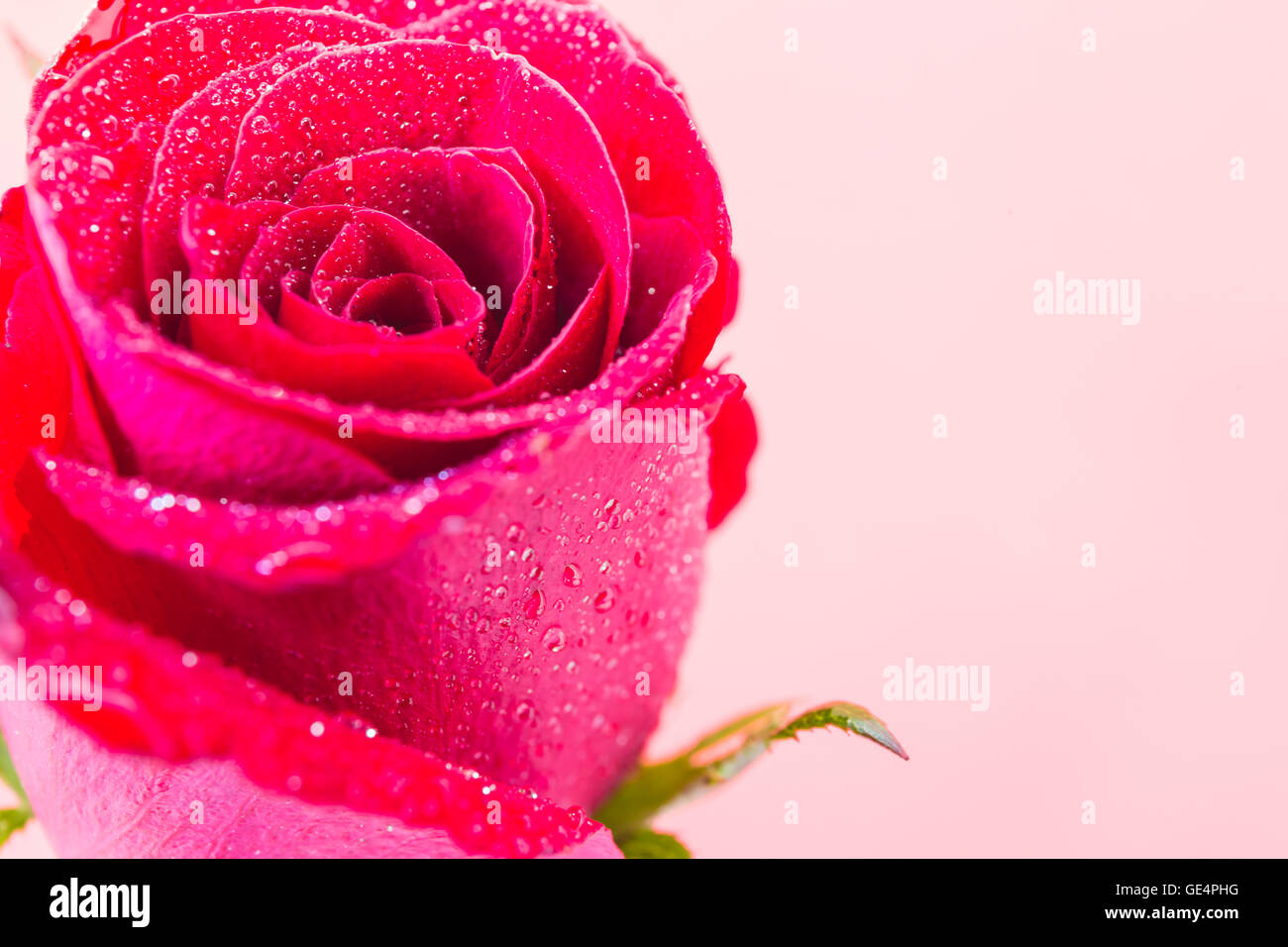 Closeup red rose con acqua goccia su sfondo isolato Foto Stock