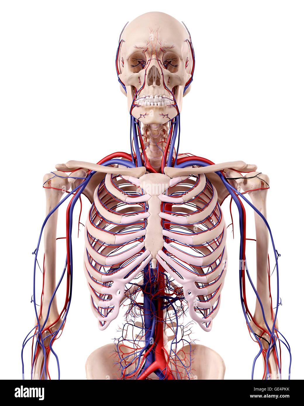 Umano anatomia toracica, illustrazione. Foto Stock